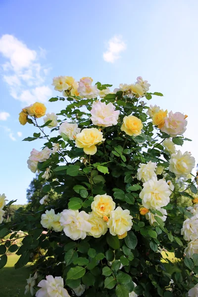 Τριαντάφυλλα στον κήπο — Φωτογραφία Αρχείου