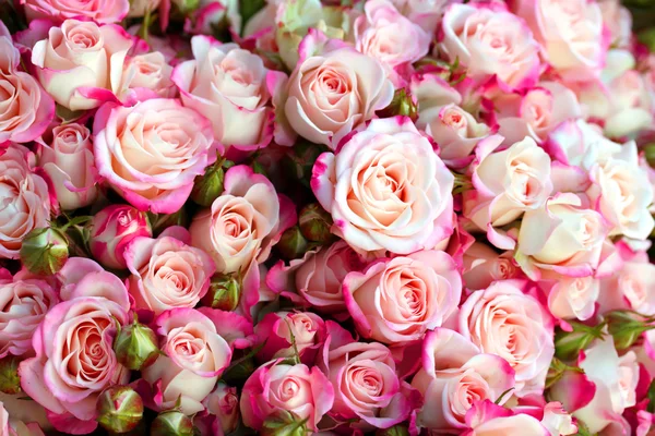 Rose Roses background — Stock Photo, Image