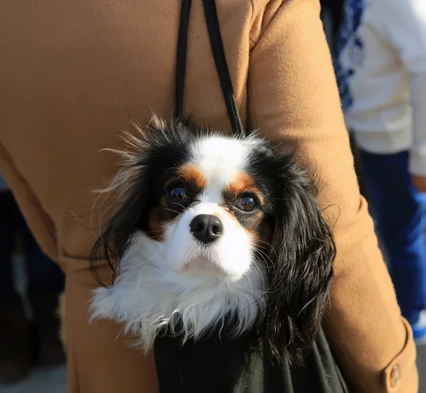 Retrato de cão bonito sentado no saco das mulheres — Fotografia de Stock