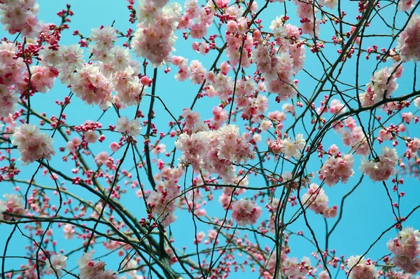 Virágzó Tavasz Háttér — Stock Fotó