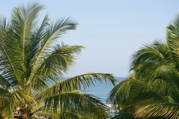 Blick auf das Meer durch Palmen — Stockfoto