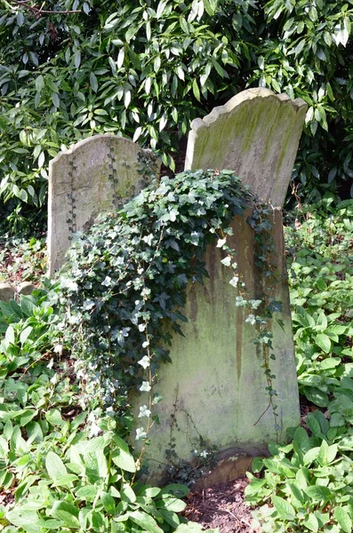 Gravestones with Ivy Growing — Stock Photo, Image