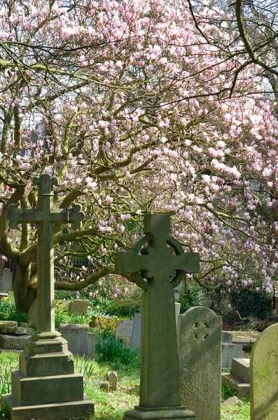 Gravestones com flor de cereja rosa — Fotografia de Stock