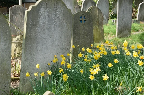 Cimitero con narcisi in primavera — Foto Stock