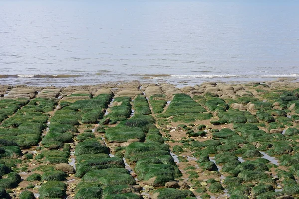 Bande côtière pierreuse avec pierres droites et algues — Photo