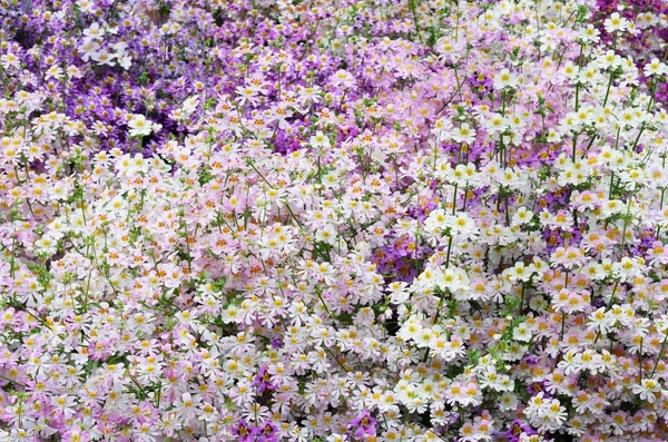 紫と白の貧乏人の蘭の花の数が多い — ストック写真