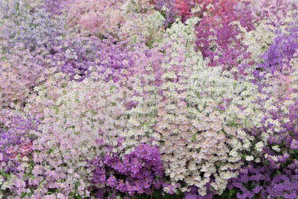 Mass of poor mans Orchids in purple and white — Stock Photo, Image