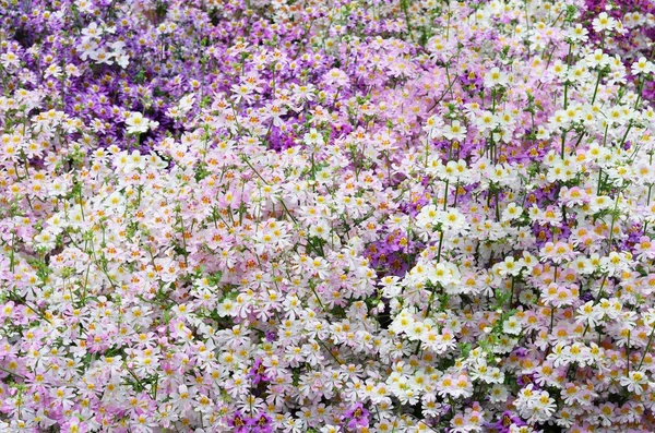 紫と白の貧乏人の蘭の花の数が多い ストックフォト