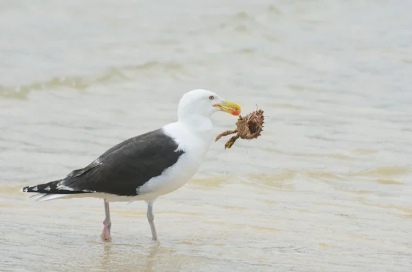 Zeemeeuw met krab in bek — Stockfoto