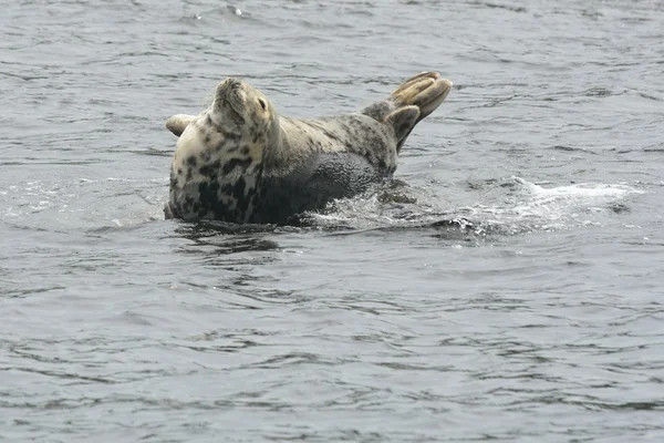 Gelukkig uitziende Grijze zeehond op kleine rots — Stockfoto