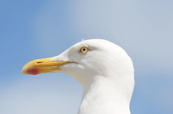 Seagull hoofd met sky op achtergrond — Stockfoto