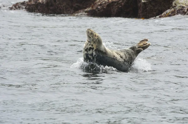 Single seal on rock in sea — Stock Photo, Image