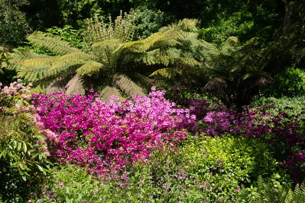 Ljusa Mauve Blommor Tropiska Inställning — Stockfoto