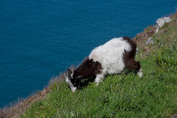 Koza Klifie Wybrzeżem Tle — Zdjęcie stockowe