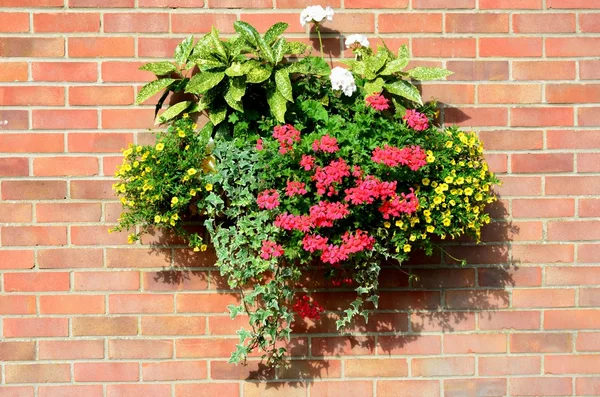 Flowers on brick Wall — Stock Photo, Image