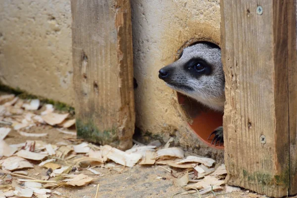 Nervös meerkat framväxande — Stockfoto