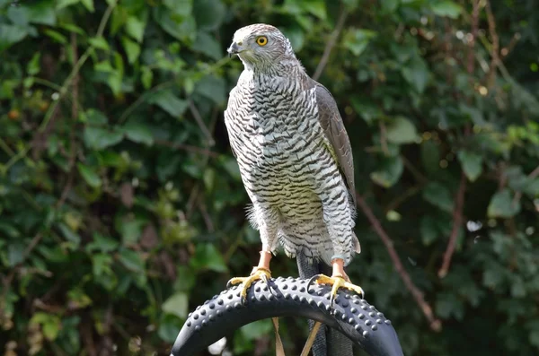 Falcon perching — Stock Photo, Image