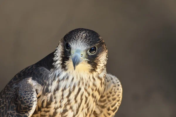 Peregrine Falcon de perto — Fotografia de Stock