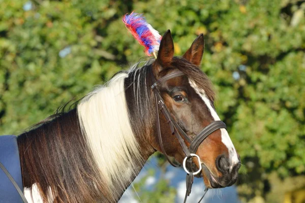 Primer plano de la cabeza de pony show —  Fotos de Stock