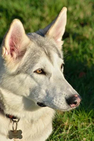 Beyaz Husky köpek