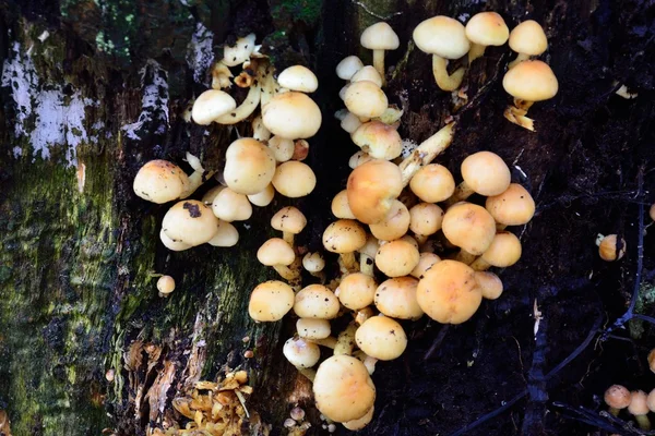 Nahaufnahme von Funghi am Baumstamm — Stockfoto