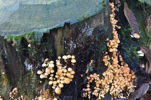 Funghi pequeno crescendo no tronco da árvore — Fotografia de Stock