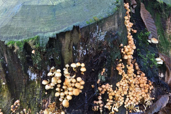 Small Funghi growing on tree trunk — Stock Photo, Image