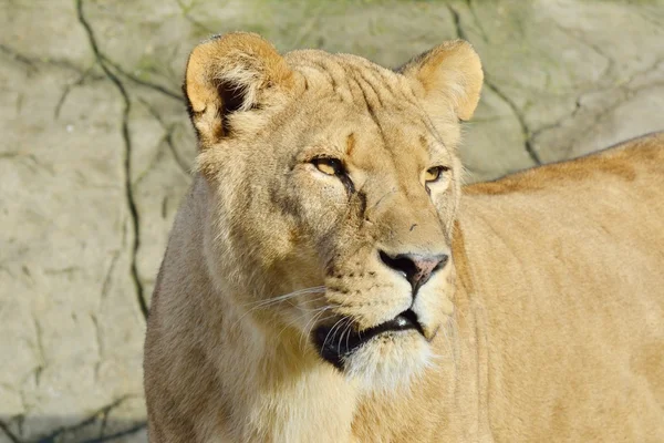 Löwin im Porträt — Stockfoto