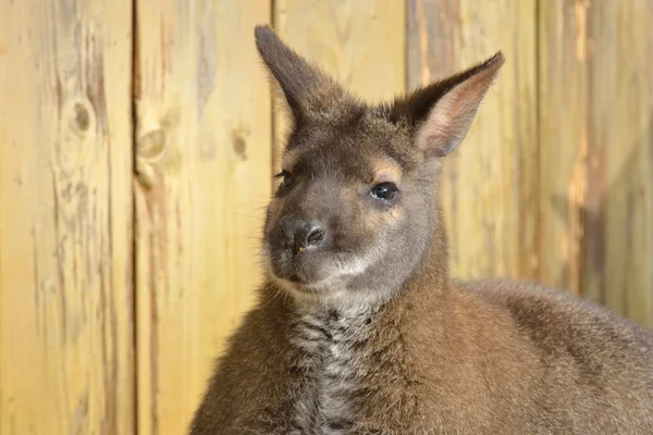 Kanguru yüz — Stok fotoğraf
