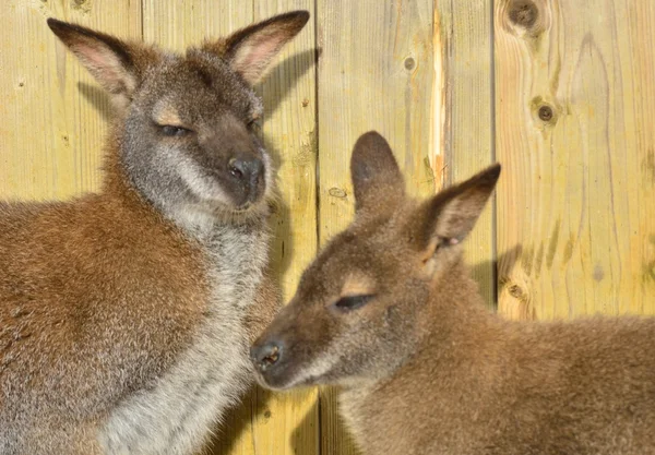 Wallabies çifti — Stok fotoğraf