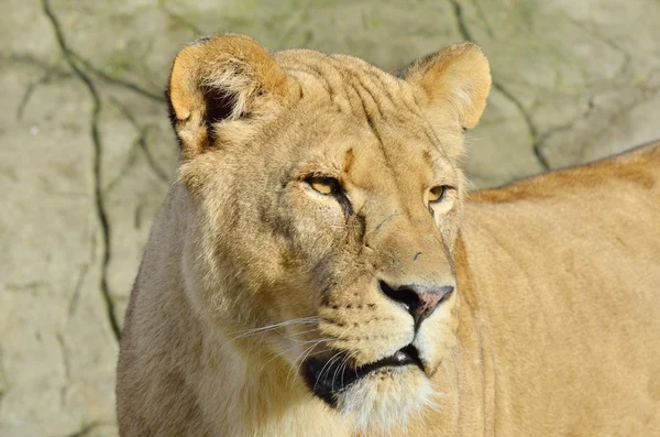 Cabeza y cara de león —  Fotos de Stock