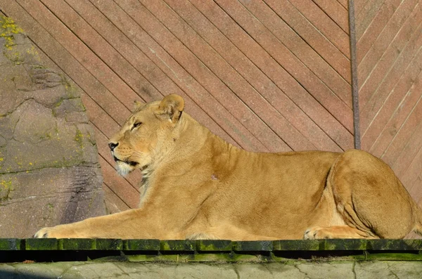 Dużych lew w pozie Sfinks — Zdjęcie stockowe