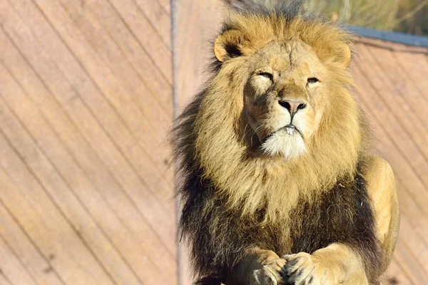 Orgoglioso leone sdraiato — Foto Stock