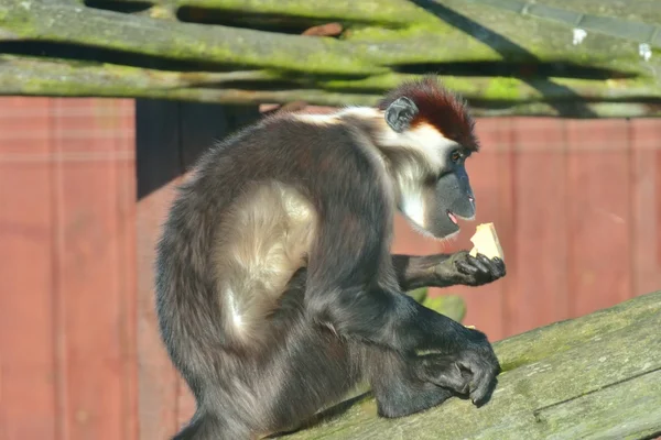 Feeding monkey — Stock Photo, Image