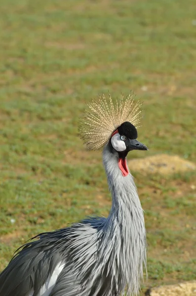 Head and body of grey crane — Stock Photo, Image