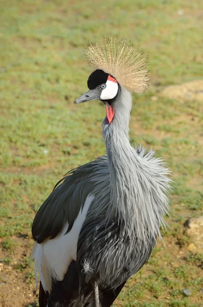 Large african grey crane — Stock Photo, Image