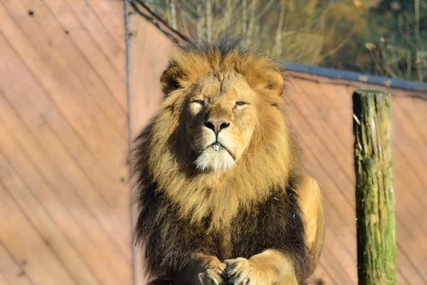 Grande caméra mâle face au lion — Photo