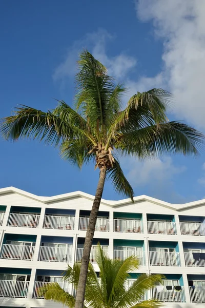 Карибский отель с кокосовым деревом на переднем плане — стоковое фото