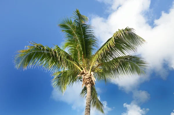 Singolo albero di cocco con sfondo cielo — Foto Stock