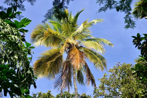 Albero di cocco nella foresta — Foto Stock