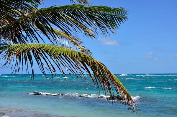 Palm tree with ocean background — Stock Photo, Image