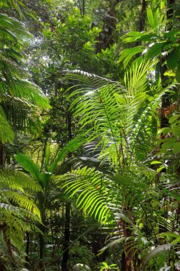 Bitkiler ile tropikal yağmur ormanları
