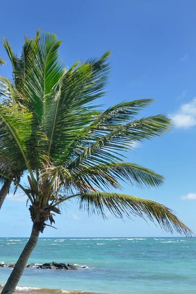 Palma nel caraibico — Foto Stock