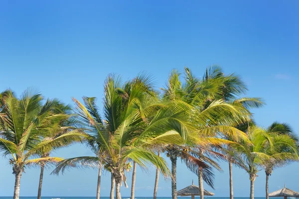 Gruppo di palme — Foto Stock