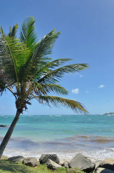 Пальма на карибском пляже — стоковое фото