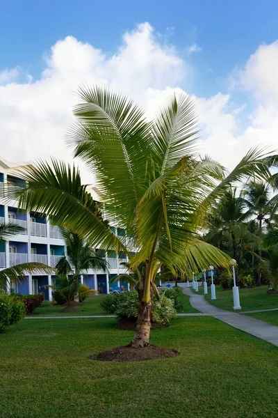 Пальмове дерево перед готелем — стокове фото