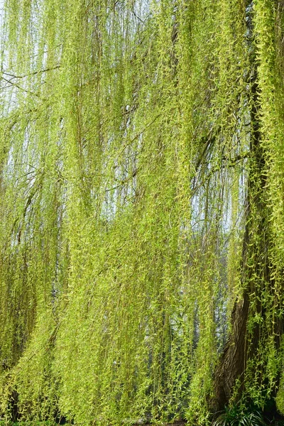 Weeping willow tree — Stock Photo, Image