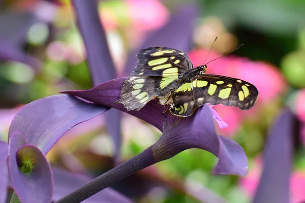 Borboleta preta e amarela em flor roxa — Fotografia de Stock