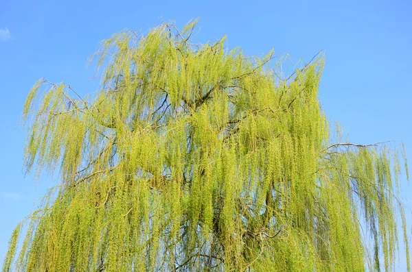 Willow tree met blauwe hemelachtergrond — Stockfoto