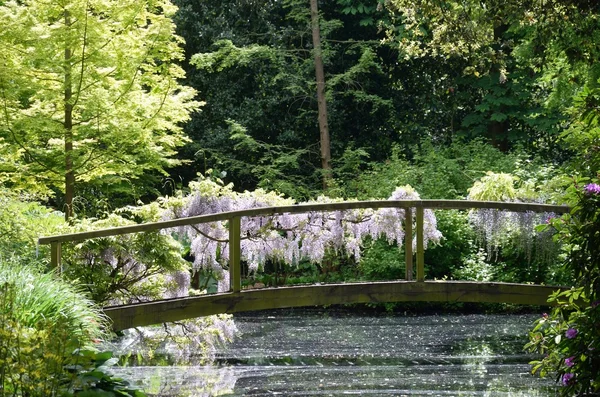 Dřevěný most přes potok s wisteria — Stock fotografie
